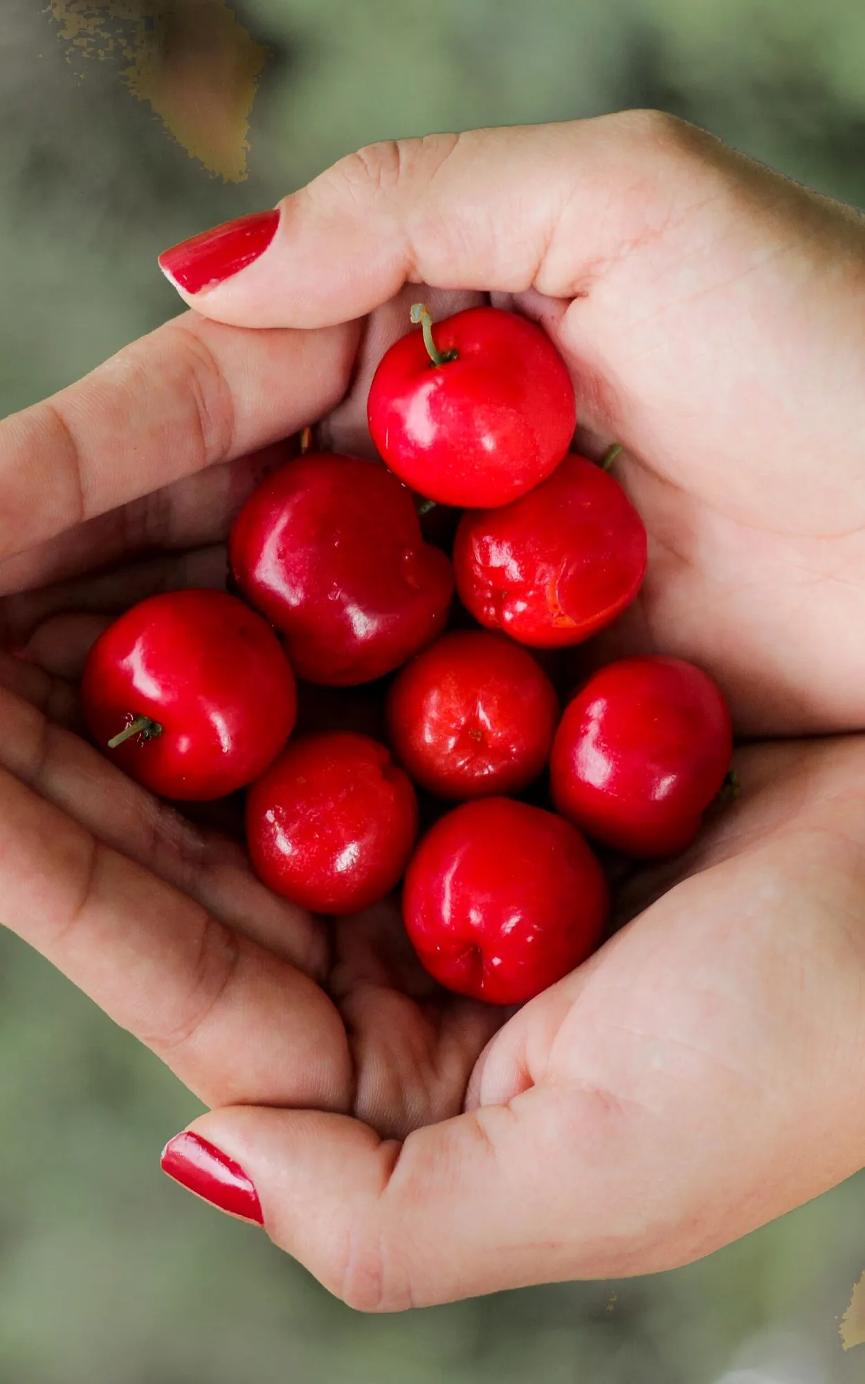 Manos con uñas rojas sosteniendo un puñado de cerezas
